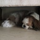 이레모드 Daum카페