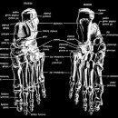 발목과 발의 해부 (ANATOMY OF THE ANKLE &amp;FOOT) 이미지