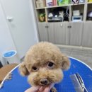 The빛나개 이미지