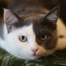 나만 없어 고양이 이미지