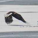 오리사냥 이미지