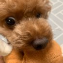 흰둥이 이미지
