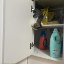 냥이사랑 이미지