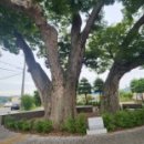 용장리 느티나무 이미지