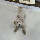 댕로하 이미지