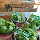 비엔비치킨떡볶이