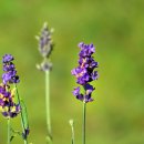 히드코트라벤다(Hidcote Lavender) 이미지
