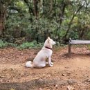 백구동네[서] 네이버블로그