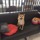 개들의왕국 이미지