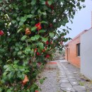 한동리만두 이미지