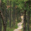 보현산자연휴양림 산 이미지