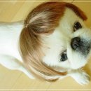 우리강아지 이미지