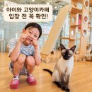 하늘을 걷는 고양이 카페 | 아이와 이수역 고양이카페 가봤어요｜하늘을 걷는 고양이, 입장 전 꼭 볼 연령제한