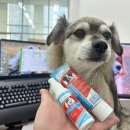 동네방네덴트 | 보가덴트 덴탈크림 컴플리트 덴탈케어 스프레이 강아지 치석제거 치약
