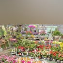 장안꽃시장 네이버블로그