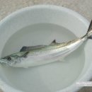 조약돌민박 이미지