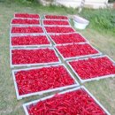 금잔디농원 이미지