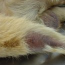 우리덕구 동물병원 이미지