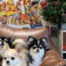 다온 펫 살롱 이미지