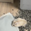 하윤분식