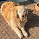 우영갈비 | 2026. 01월 보름일기(1) : 올해는 어떤 일들이 있을 것인가 🧧 가득가득 얍!