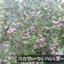 수림꽃농원 이미지