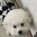 복슬 강아지 | 강아지 빨간눈물 알레르기 사료에 대한 경험담과 관리 방법