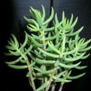 품절-테트라고나(미니소나무)-Crassula tetragona L. Miniature pine tree 이미지