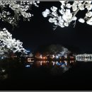 김천 연화지의 벚꽃 야경 이미지