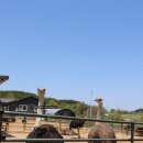 용기농장 | 서산 이색데이트 추천 스핑크스타조농장 타조 먹이주기 체험 후기
