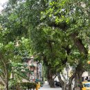 에이티에잇(88) | [대만 여행]타이베이여행,여자혼자 대만여행,시먼딩 푸홍뉴러우멘,시먼딩 우육면,샹산전망대,타이베이...