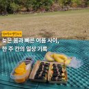 늦은 봄과 빠른 여름 사이, 한 주 간의 일상 기록