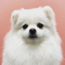 올리스 펫 쌀롱 이미지