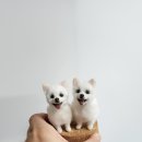 바람난강아지 | 반려동물 양모펠트 미니어처 강아지 제작후기