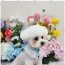 오늘도 예쁘개 이미지