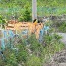 내강아지&내야옹이 이미지