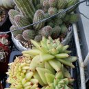 아이스케치 Daum카페