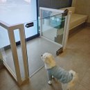 전북동물의료센터 | 고림동 동물병원 파이동물의료센터 내돈내산 후기