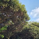 제주 성읍마을 고평오 고택 | 11월 제주도 동쪽 가볼만한곳 코스모스 가득한 제주 성읍민속마을