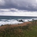 소들의 천국 이미지