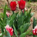 꼼지의 작은세상 이미지