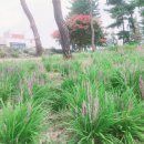 영천여행, 소망공원과 동댕이못 산책하기/새영천알림이단