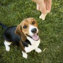 DOG IN US 이미지