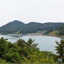 세포마을가는개 이미지