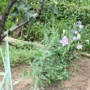 이화농원 이미지