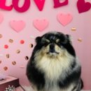 젤리댕댕이 이미지