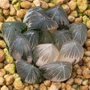 함부르크 렌즈 옵튜사 금 이미지