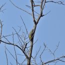 딱따구리 이미지