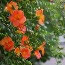 첼로 (행복한 첼로) 이미지