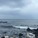 제주 돌고래 이미지